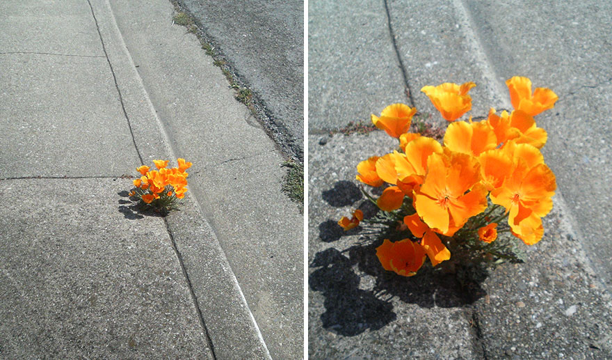 flower-tree-growing-concrete-pavement-11