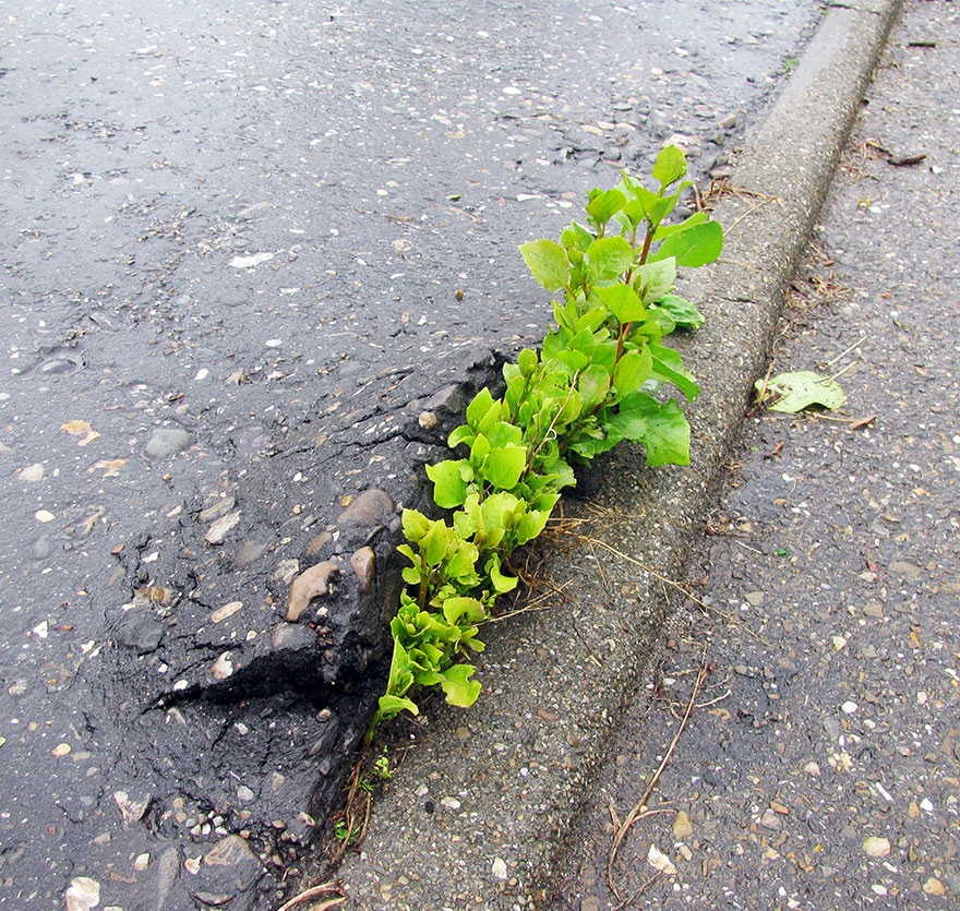 flower-tree-growing-concrete-pavement-21